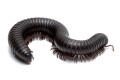 Spiropoeus fischeri adult